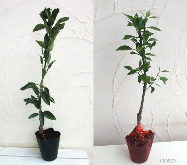 楽天市場】果樹の苗/デコポン（不知火）4〜5号ポット : 園芸ネット プラス