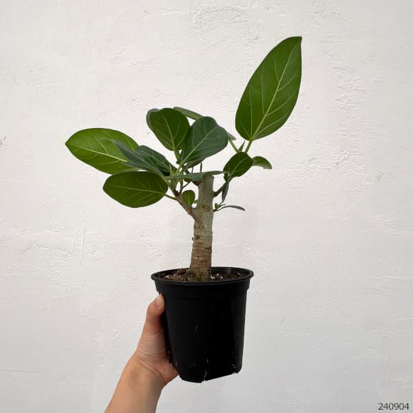 楽天市場】観葉植物/フィカス：ベンガレンシス オードリー 3.5号鉢植え