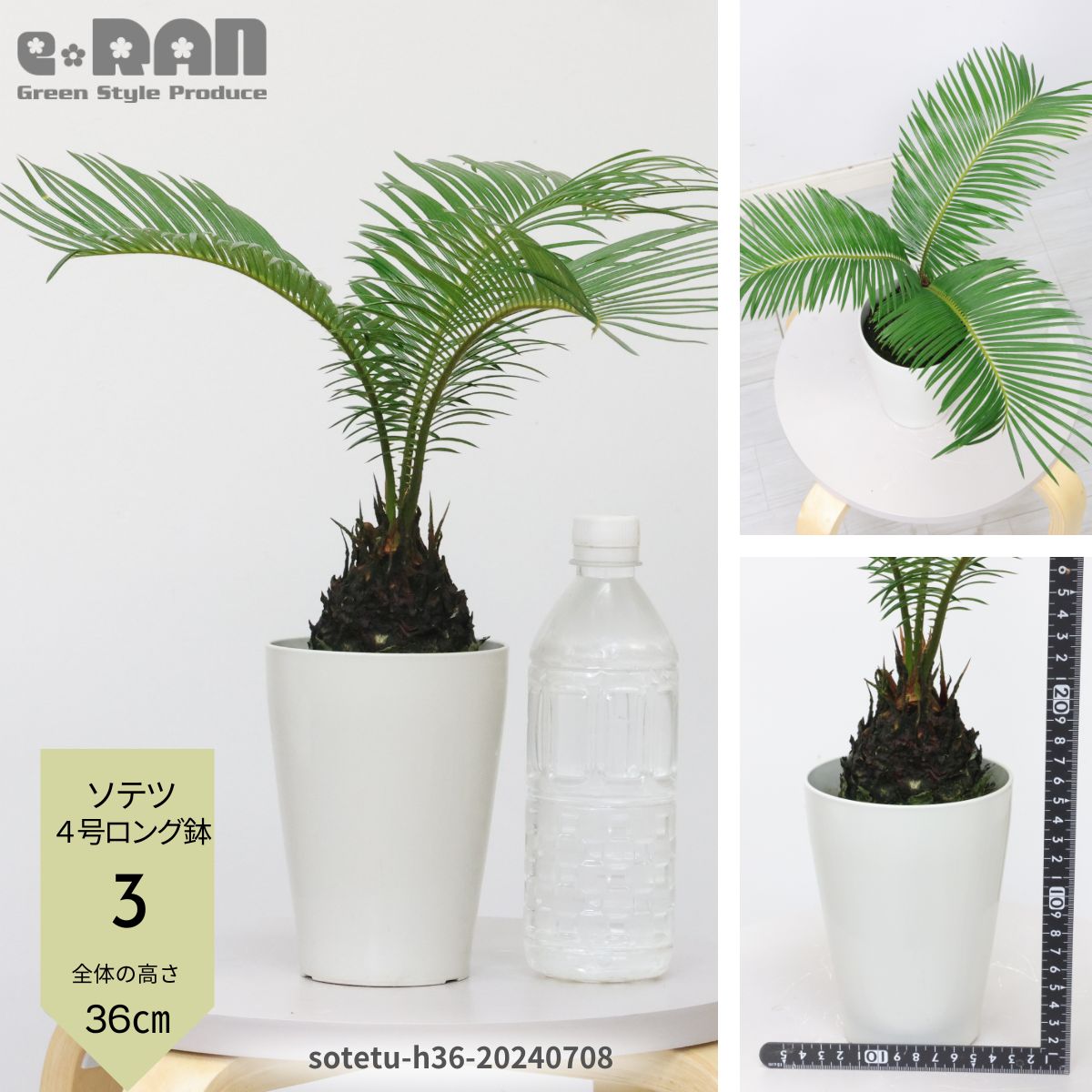 楽天市場】＼ポイント5倍／【選べる現品発送】庭木 ソテツ(蘇鉄・そて