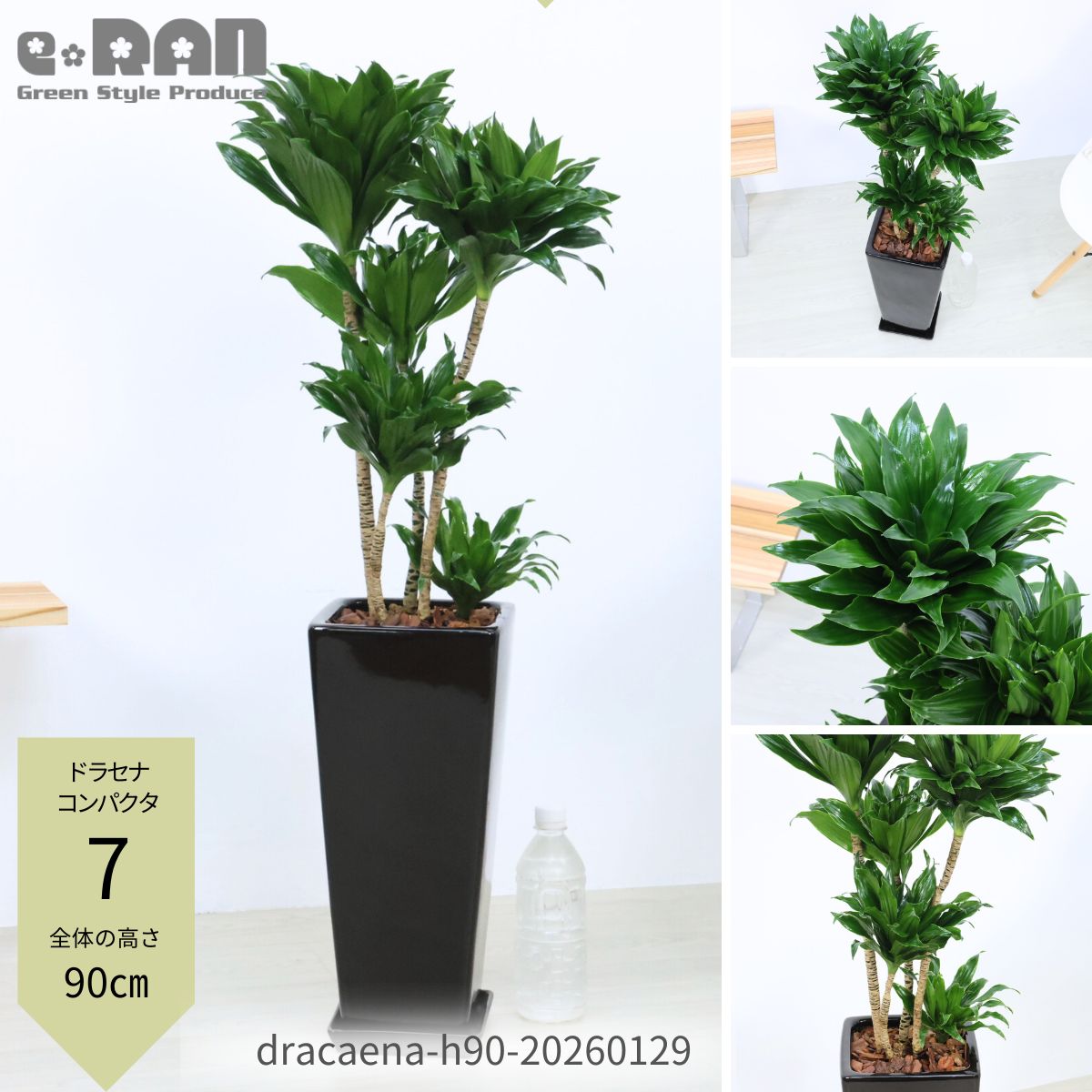 楽天市場】＼ポイント5倍／【選べる現品発送】観葉植物ドラセナ