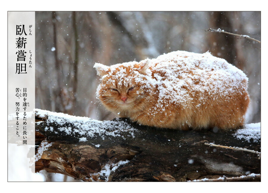 楽天市場】【猫ステーショナリー2点以上で10%OFF】にゃんこ四字熟語