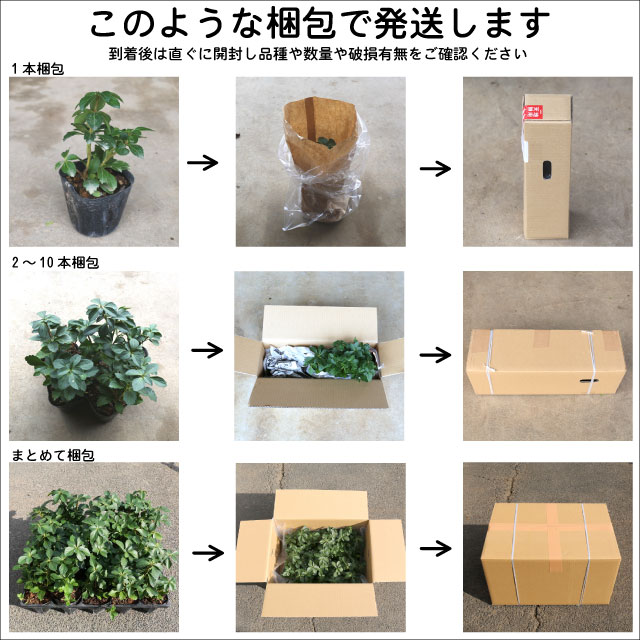 楽天市場】アスパラガス スプレンゲリー 9.0cmポット 苗 : トオヤマ