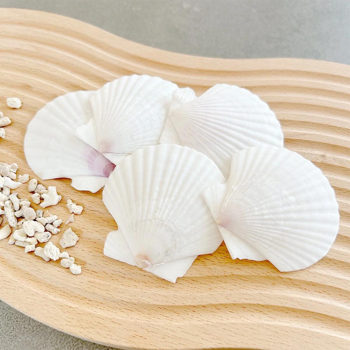 5枚 本物のホタテ貝 ちょこっと大きめ♪- 手作り雑貨屋 * 雑貨好き