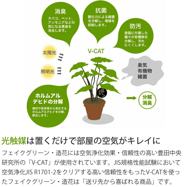 楽天市場】光触媒 光の楽園 フレッシュアルテシマ1.35m フェイク
