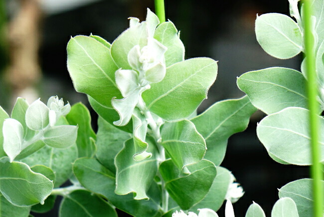 楽天市場】アカシアの木 【パールアカシア】 5号（または6号）鉢植え