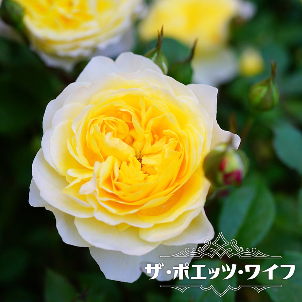 楽天市場】四季咲き強香バラ苗 【ザ・ポエッツ・ワイフ】 2年生大苗 6