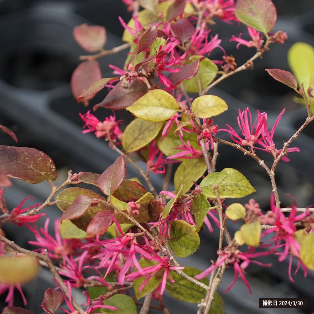 楽天市場】トキワマンサク 【桃源郷】 3.5号ポット苗 【ハナヒロ