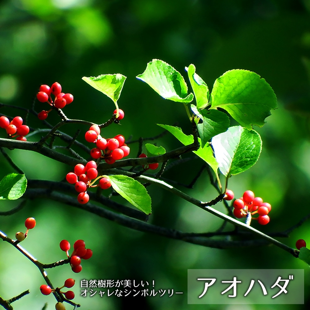 楽天市場】モミジ 山モミジ （ ヤマモミジ ） 【里の木シリーズ】 庭木