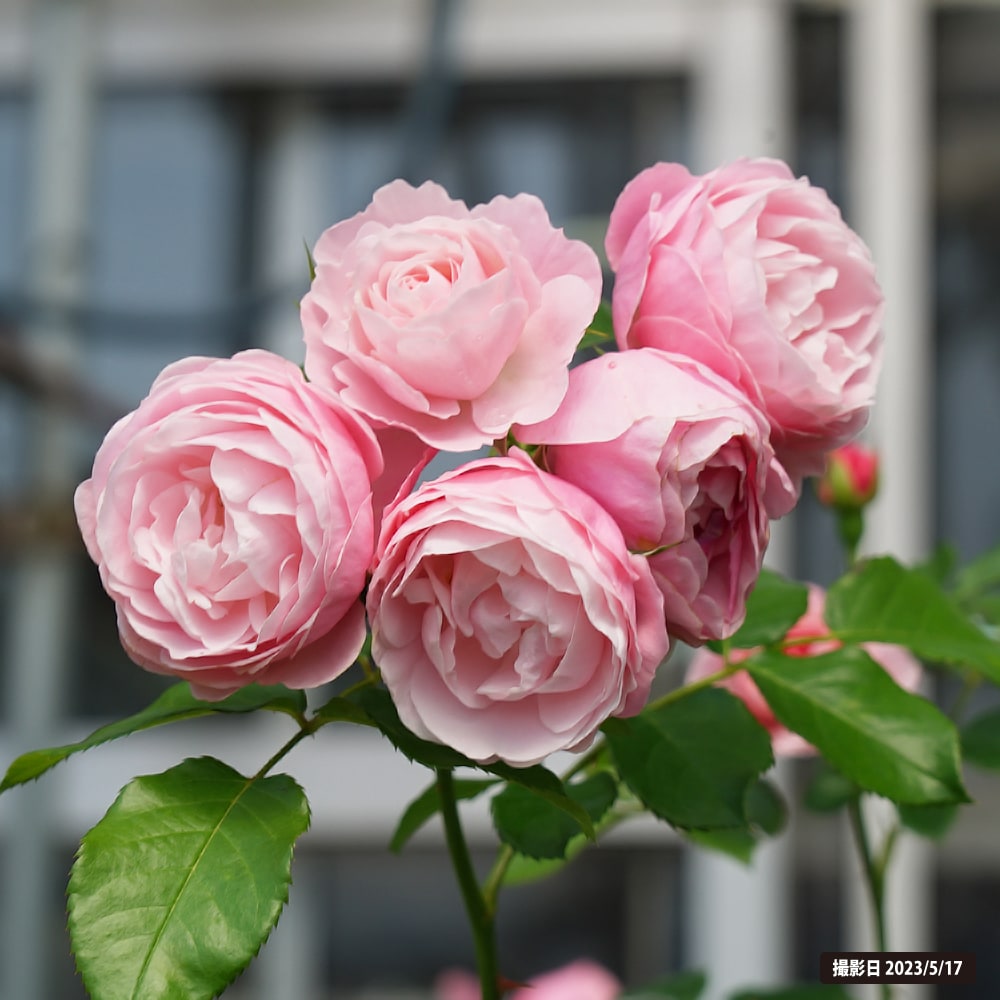 楽天市場】四季咲きバラ苗 【ハンスゲーネバイン】 2年生大苗 6号