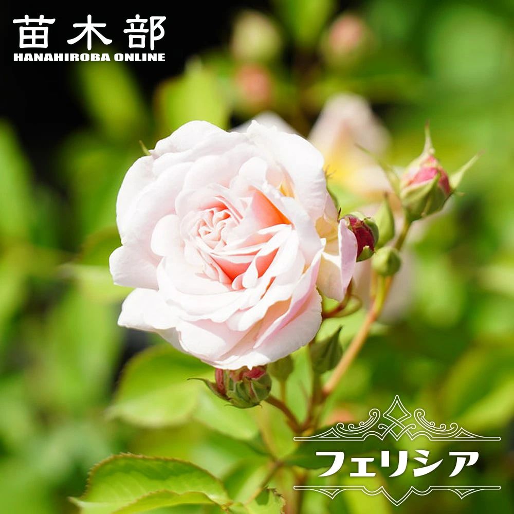 楽天市場】四季咲き強香つるバラ 【コンパッション】 3年生特大苗