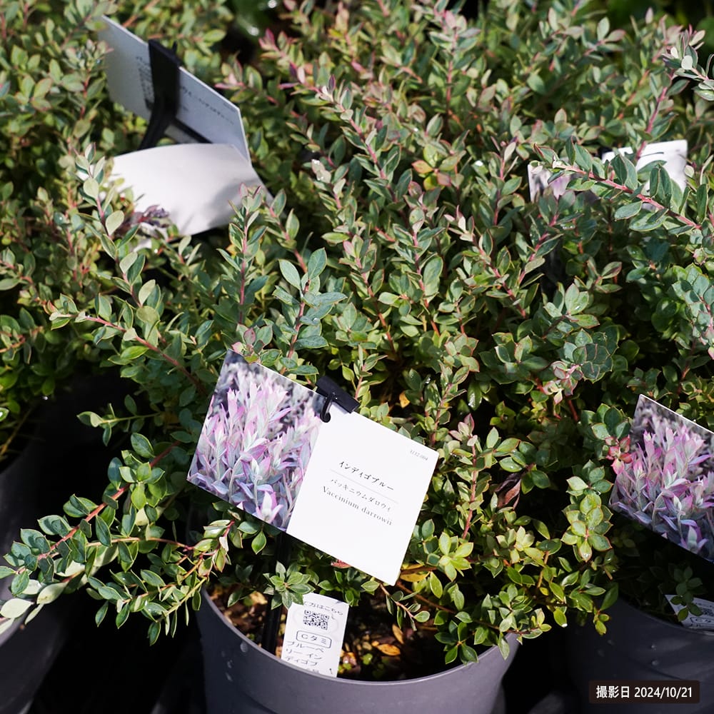 楽天市場】ブルーベリー インディゴブルー 6号ポット苗 : 苗木部 by