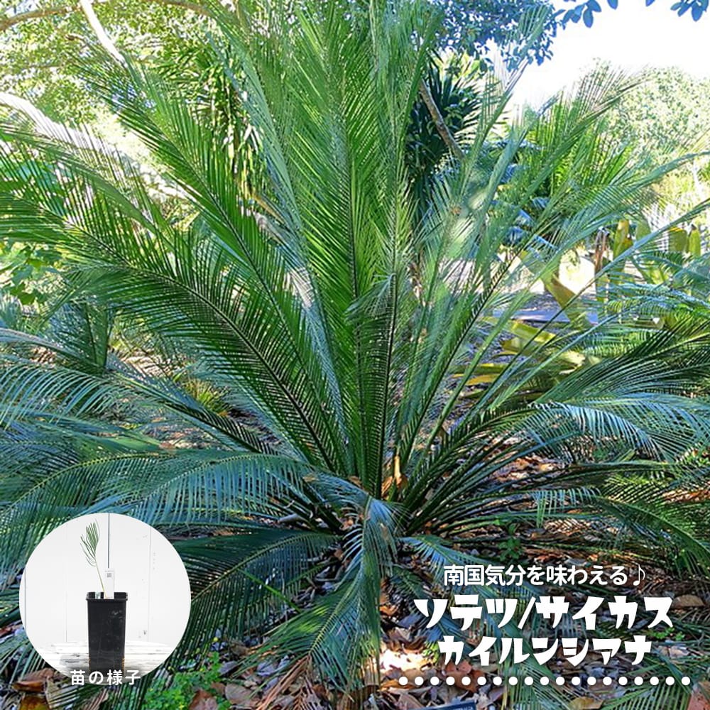 楽天市場】蘇鉄 (ソテツ) 80cm Good Style 大苗 観葉植物 : 苗木部