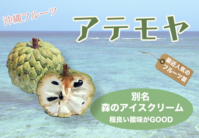 楽天市場】アテモヤ 接木 1年生 4.5号ポット苗 沖縄県産 品種不明