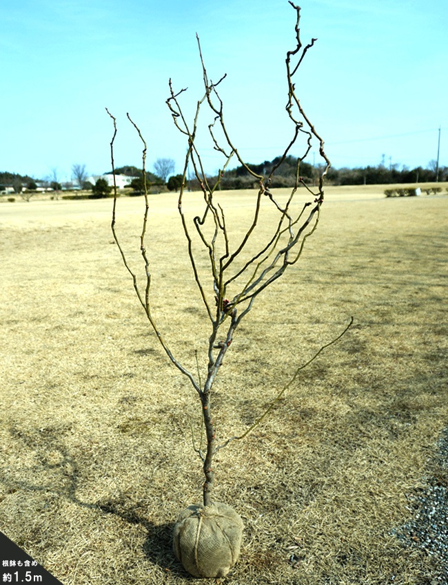 楽天市場】雲竜梅 (ウンリュウバイ) 根巻き大苗 大型宅配便・大梱包