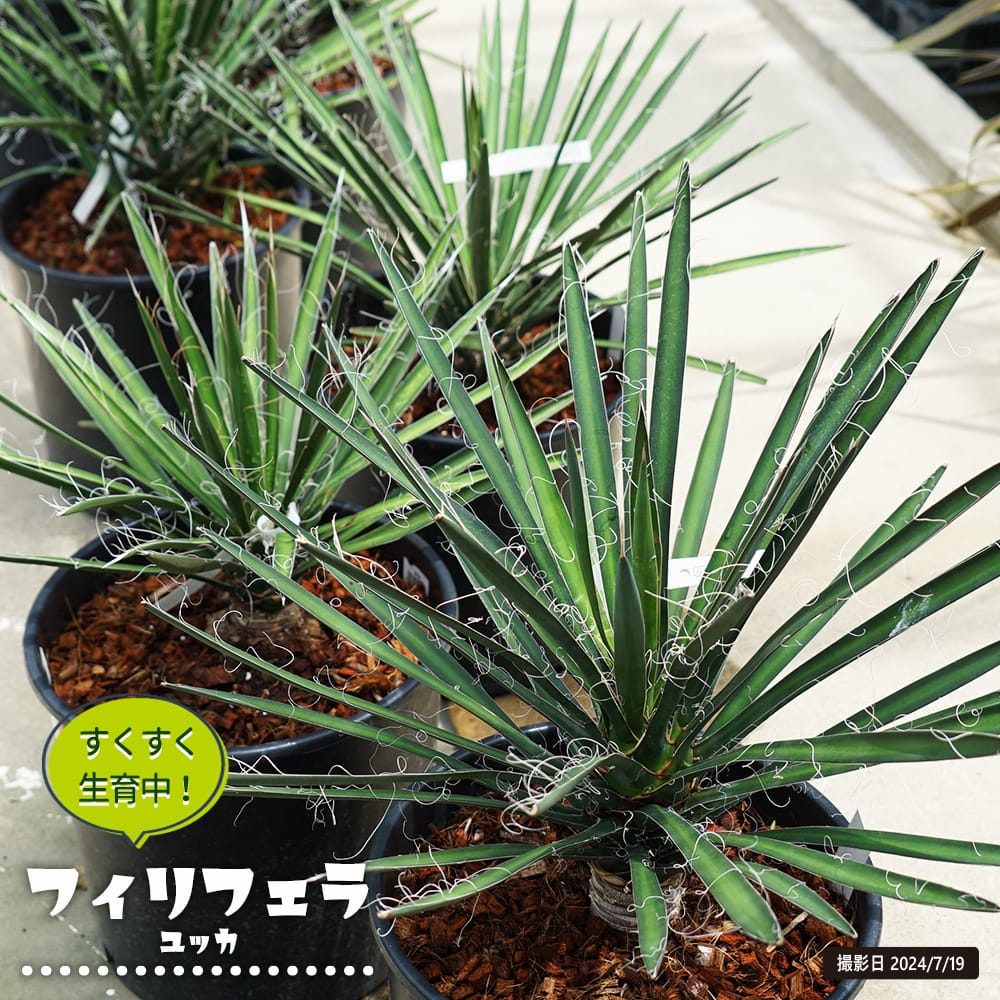 楽天市場】数量限定 【ロストラータ ハイブリッド】ユッカ 耐寒性南