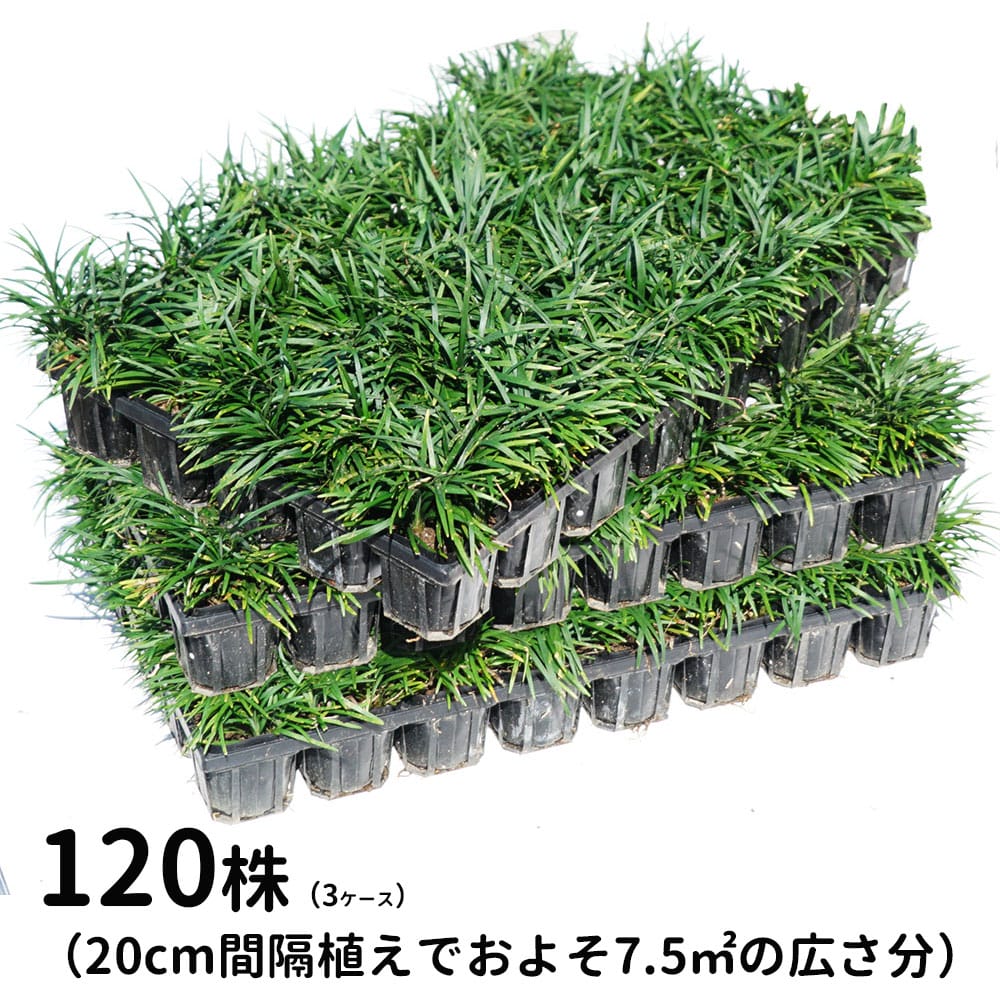 楽天市場】【累計20000ケース突破】 玉竜 7.5cmポット苗 1ポットから