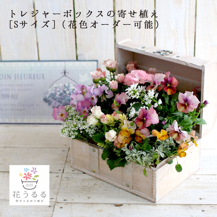 楽天市場】花うるる おまかせ 寄せ植え トレジャーBOX [Sサイズ](玄関