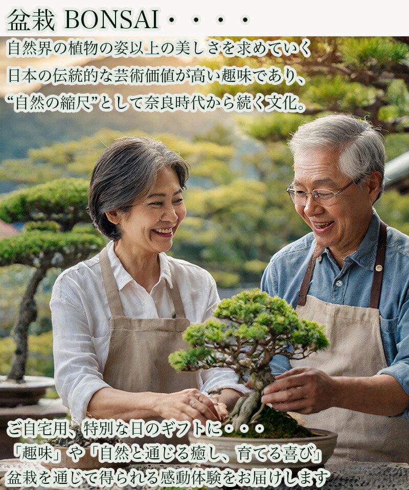 楽天市場】盆栽 クチナシ 樹齢7年 梔子 曲幹 三大香木【ブランド盆栽