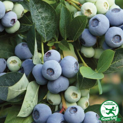 ブルーベリー 苗 【オニール （サザンハイブッシュ系）】 2年生 挿し木苗