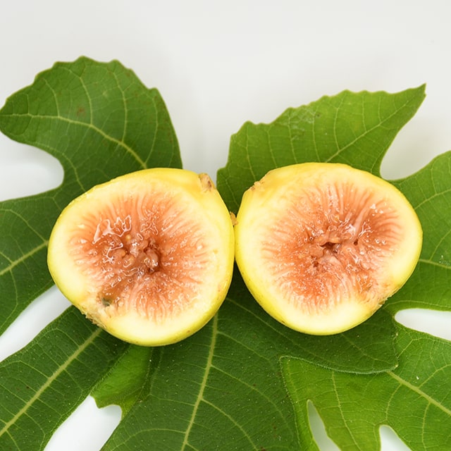 イチジク 苗 【カドタ】 2年生 挿し木 ポット苗