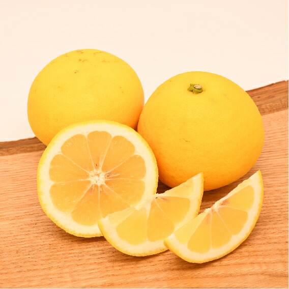 オレンジ 苗木 【種無し 日向夏 （ひゅうがなつ）】 3年生 接ぎ木 約