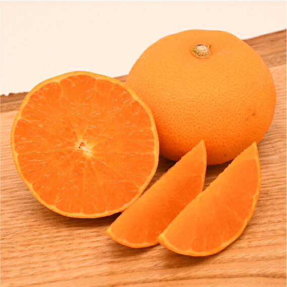 せとか 苗木 【せとか ［登録品種］】 3年生 接ぎ木 約1.0m 大苗