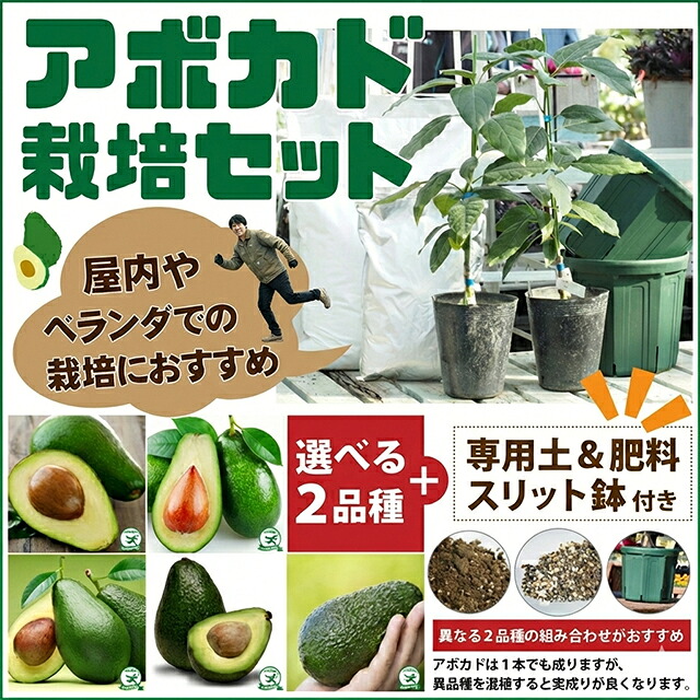 楽天市場】アボカド 苗 【ベーコン】 2年生接ぎ木苗 果樹 苗木 熱帯