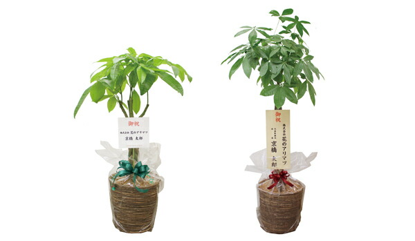 現品】パキポディウム・ゲアイー 多頭 6号 黒鉢（3）【ag-190716-1