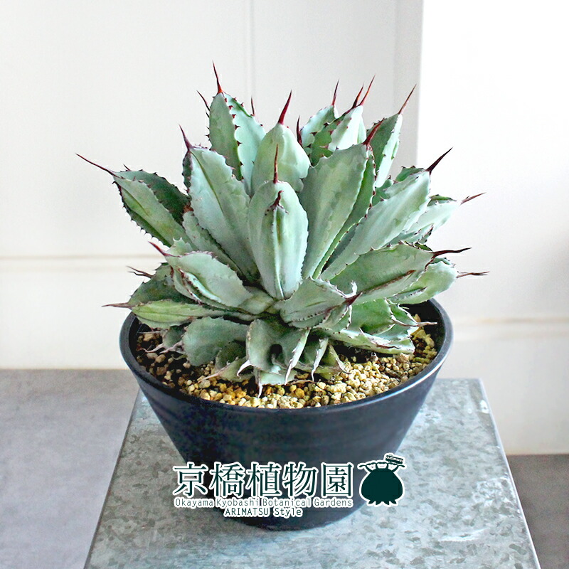 楽天市場】【25日はP5倍！】【現品】アガベ・ポタトラム・キュービック