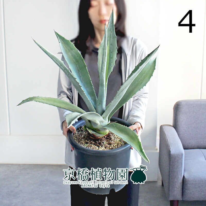 楽天市場】【マラソンクーポン有！】【現品】アガベ・アメリカーナ