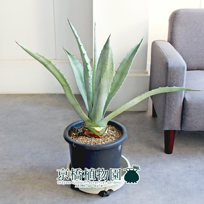 楽天市場】【マラソンクーポン有！】【現品】アガベ・アメリカーナ