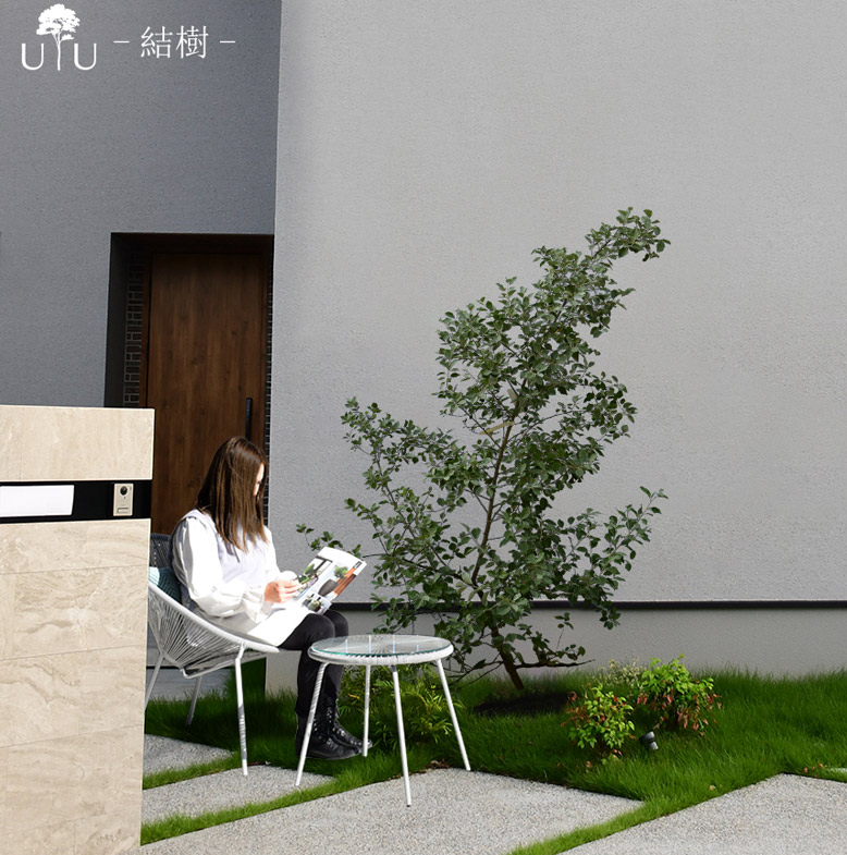 施工付き植木シンボルツリー 樹高2.5m以下 シマグミhnw1 j-1 j-02