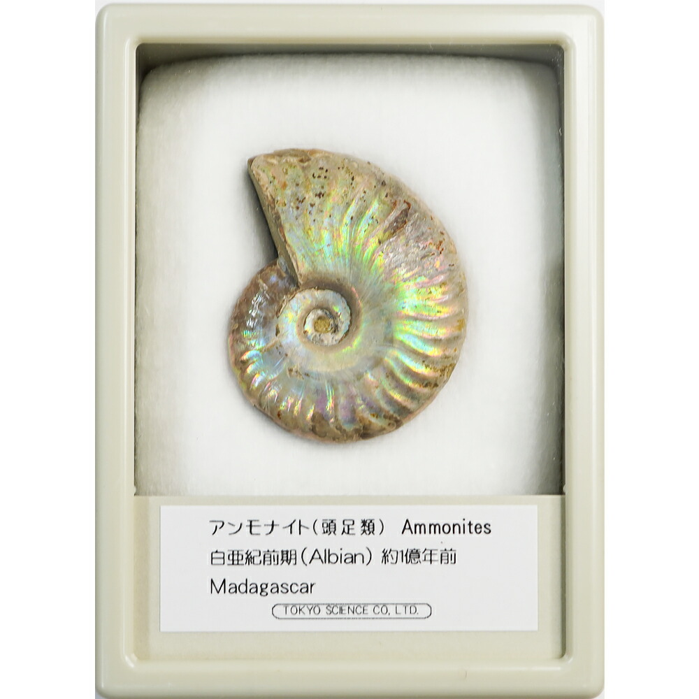 楽天市場】アンモナイト ペリスフィンクテス ケース入り マダガスカル