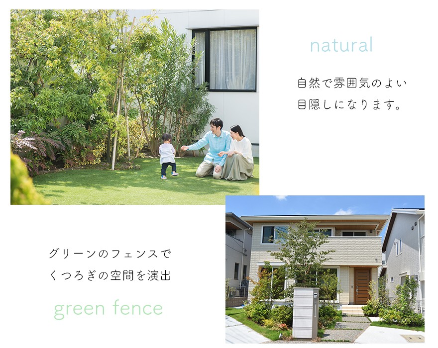 国産 オリーブ オリーブの木 約3m 植木 シンボルツリー 鉢植え 目隠し