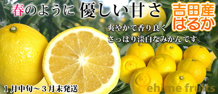 無選別】春峰3kg（しゅんぽう） - きなはいやインターネット店