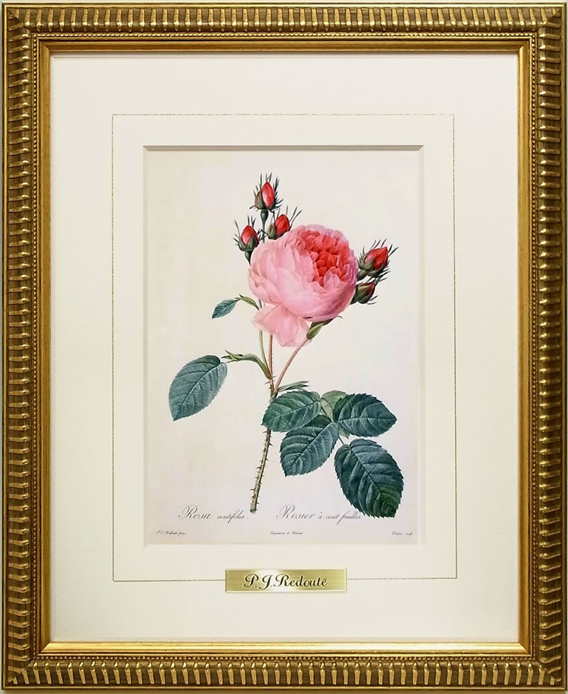 楽天市場】絵画 インテリア ルドゥーテ ローズ 絵額 複製画 『 バラ