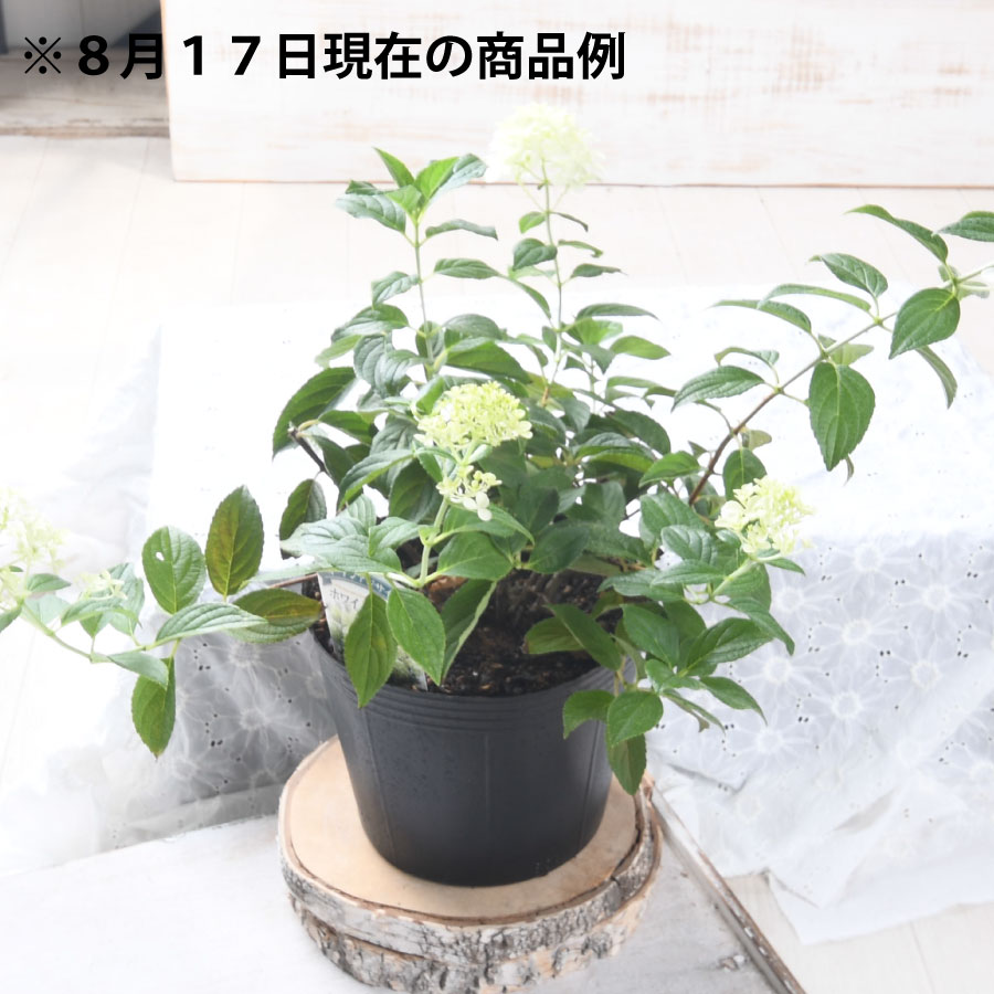 楽天市場】【花終わり品】 ノリウツギ アジサイ ホワイトライト 6号