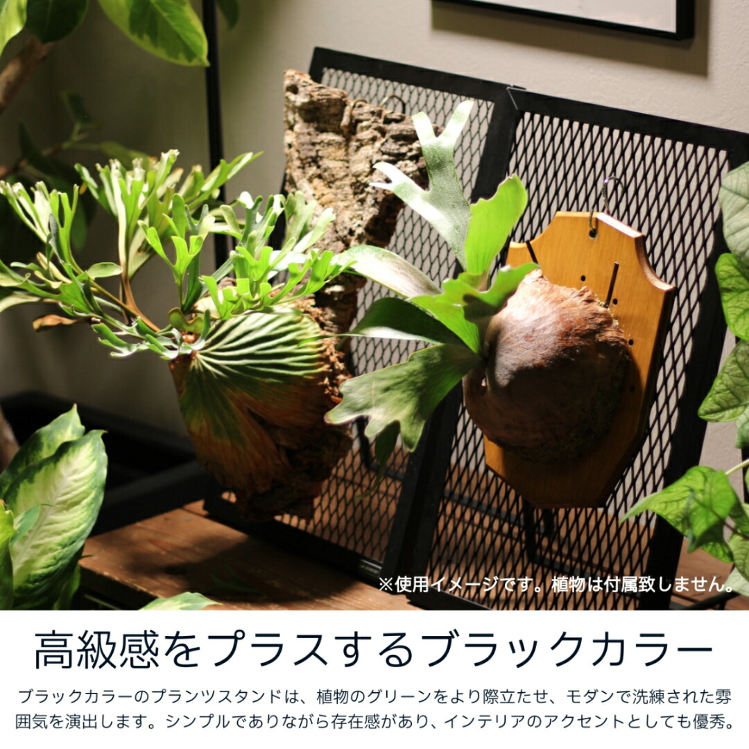 楽天市場】PLANT STAND ビカクシダ ビカクシダスタンド ビカクシ 板付