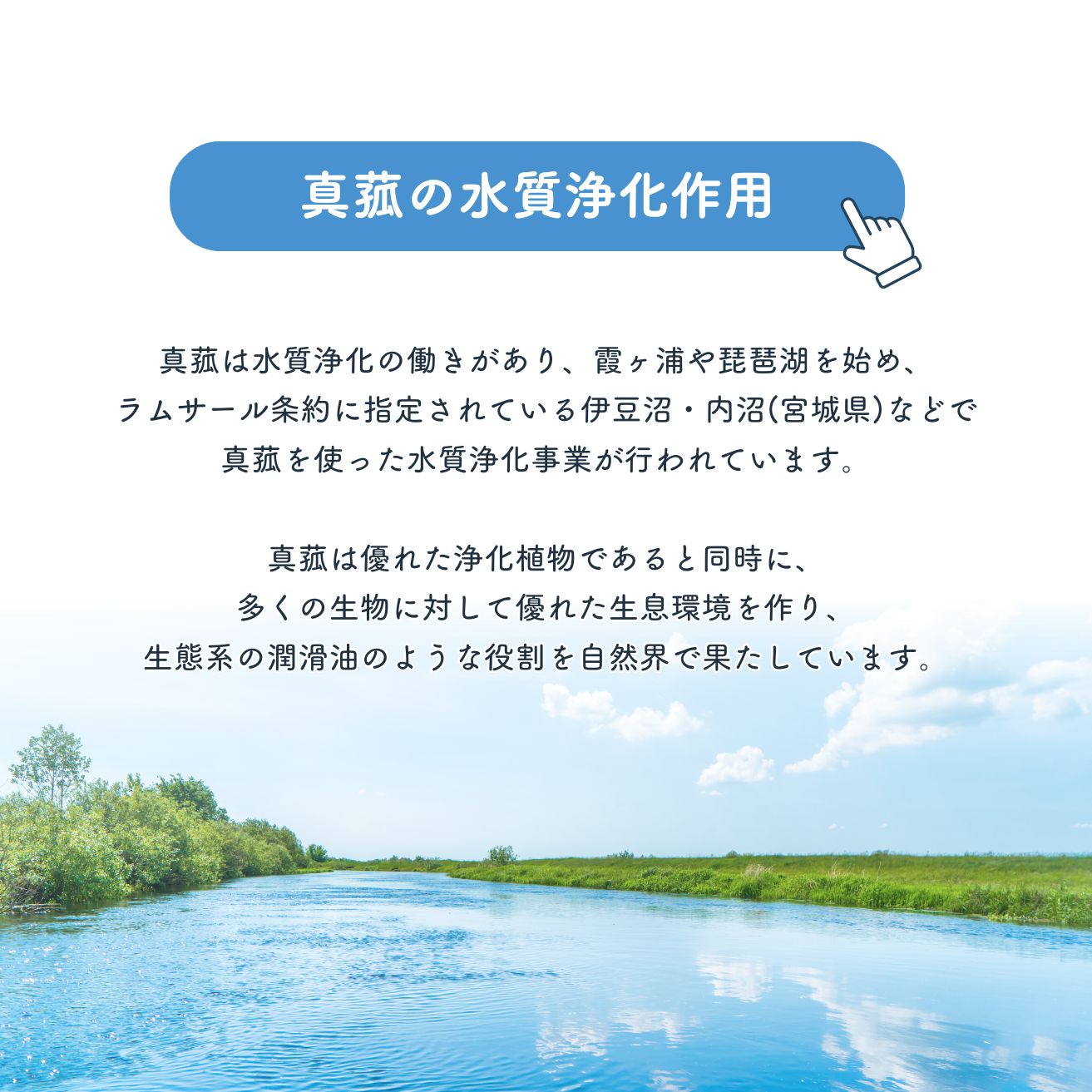 浴用マコモ 国産の天然マコモ粉末から抽出