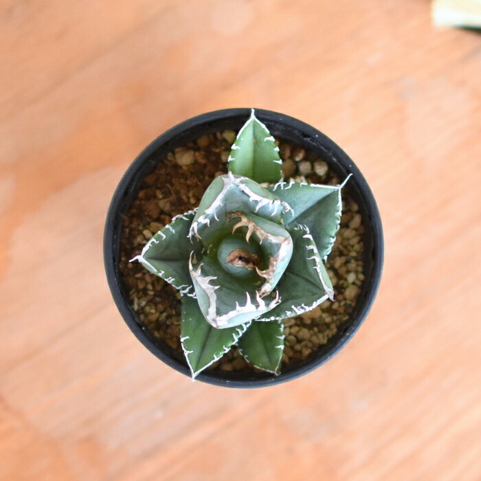 楽天市場】アガベ チタノタ 南アフリカダイヤモンド SAD 3.5号 希少 種