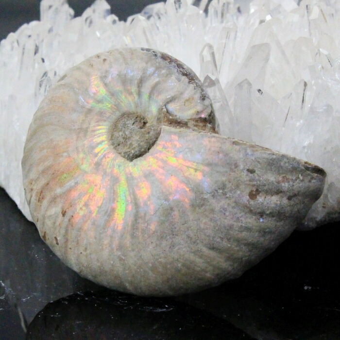 楽天市場】【高品質マダガスカル産 一点物】アンモナイト 化石 にじ
