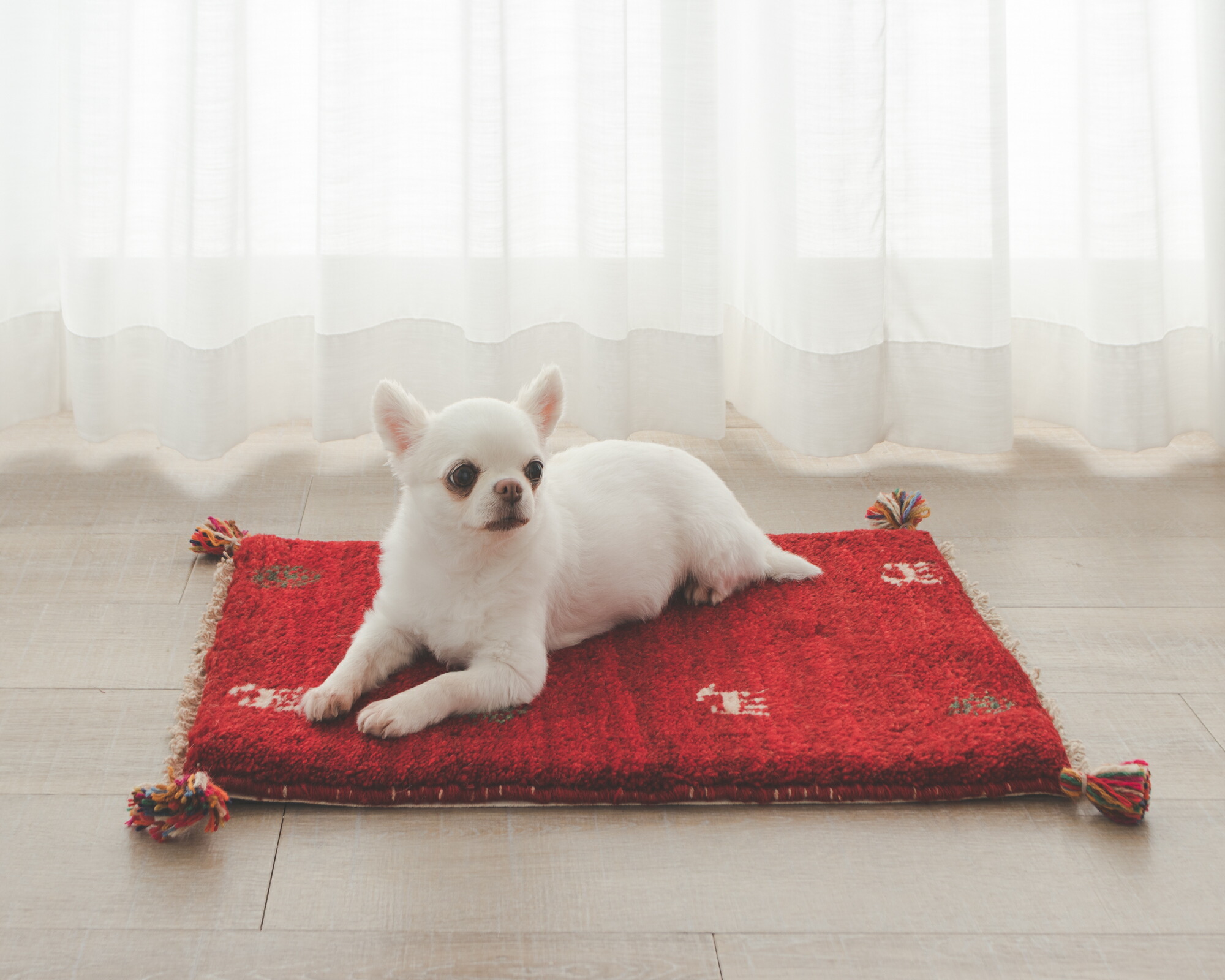 ペルシャ絨毯　ギャッベ　手織り ☆ペルシャ絨毯 手織りリーズバフトギャッベ 玄関マットMサイズ【2