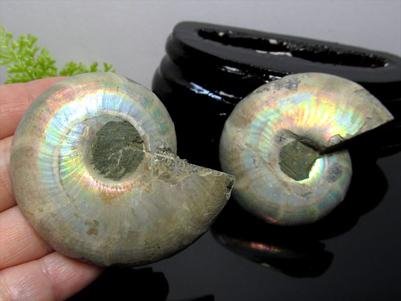 台座付き2枚セット アンモナイト スライス化石 専用木製台座付き 約80g