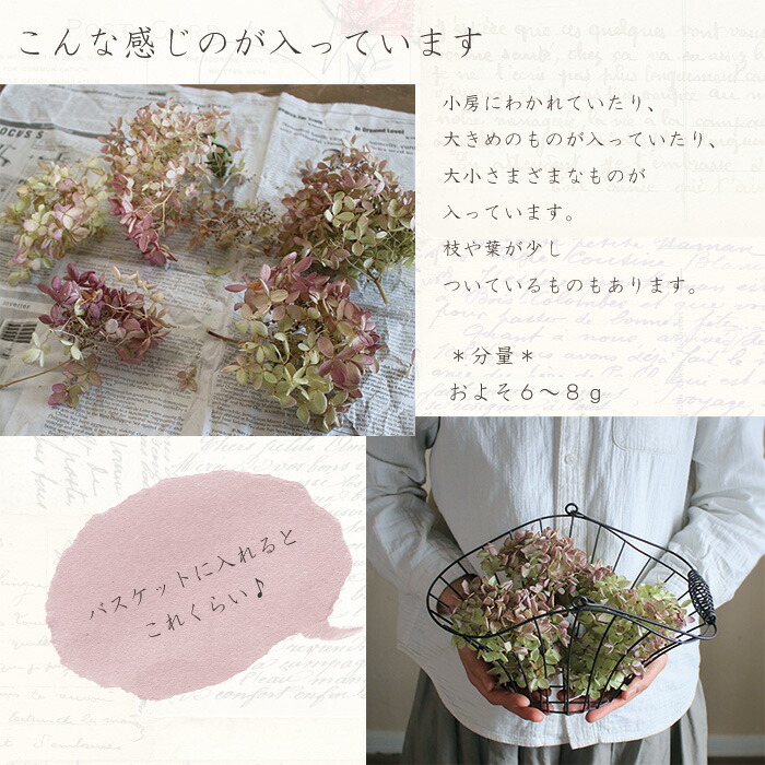 楽天市場】ドライフラワー アジサイ ミナヅキヘッド / あじさい