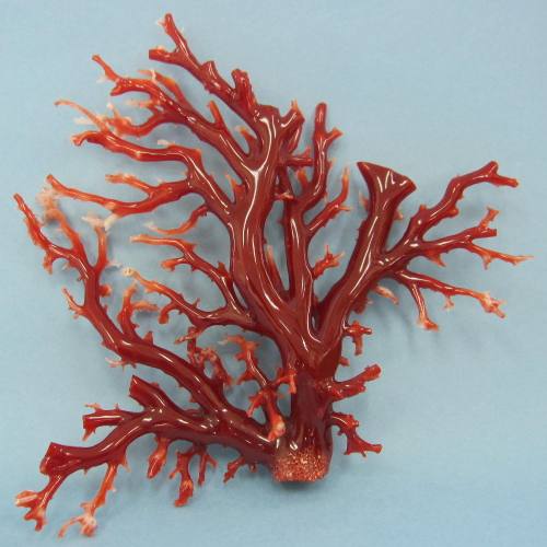 楽天市場】高知沖産血赤珊瑚の拝見 原木 置物 艶出し加工済み 黒檀台