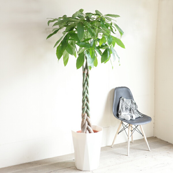 楽天市場】観葉植物 大型 パキラ 10号 法人様送料無料 開運の木 ねじり