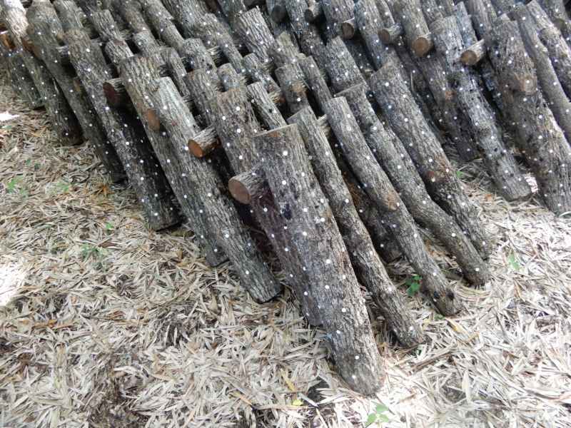 楽天市場】【販売再開！】原木 しいたけ栽培キット（太・ホダ木1~3本