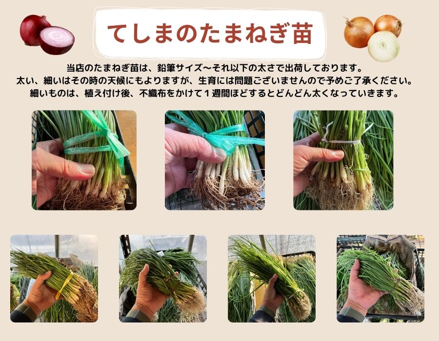 中晩成 たまねぎ苗 抜き苗 約100本束 ネオアース 11月上旬～発送