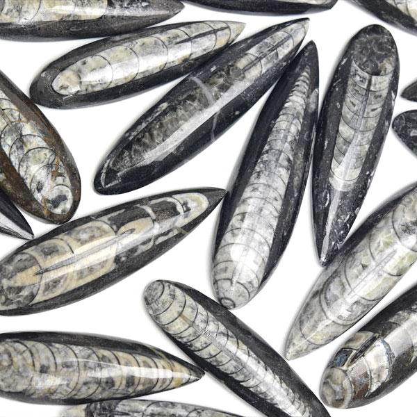 楽天市場】オルソセラス 直角貝 ミニサイズ 化石◇モロッコ産◇種類お