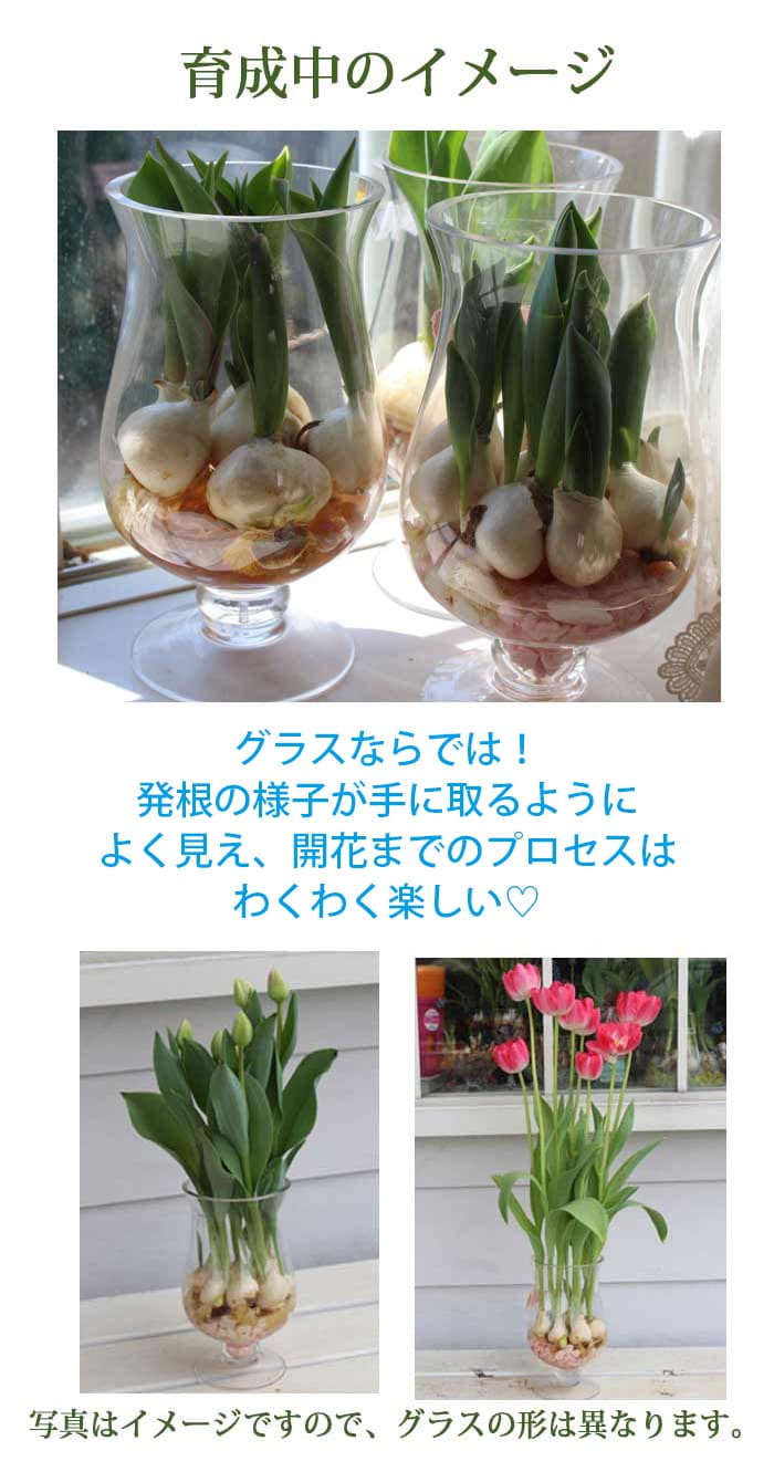 楽天市場】チューリップ 水耕栽培キット グラスで楽しむ 3種から選べる